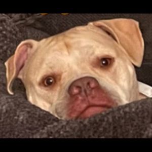 Meet your Posher, Julius